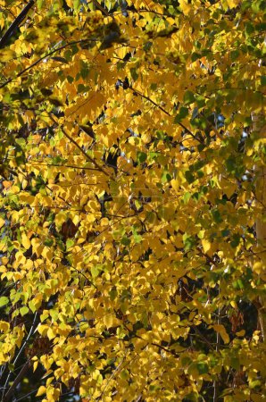 Photo for Autumn, we see a tree completely covered with yellow leaves. - Royalty Free Image