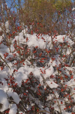 Photo for Rosehip, against the backdrop of the blue sky. A huge amount of snow suddenly fell and covered the vegetation.j - Royalty Free Image