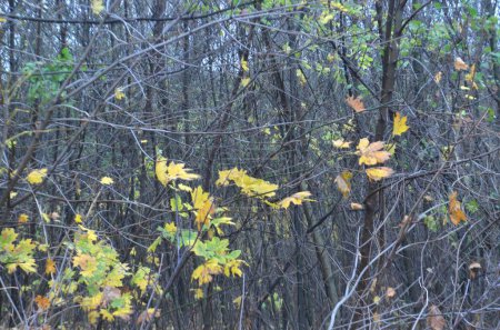Photo for Autumn trees and lonely yellow leaves, autumn - Royalty Free Image