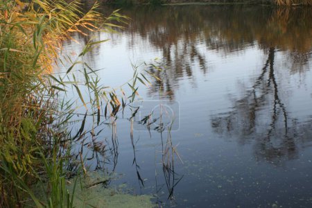 Photo for Autumn landscape with a river, reeds and reflection in the water. - Royalty Free Image