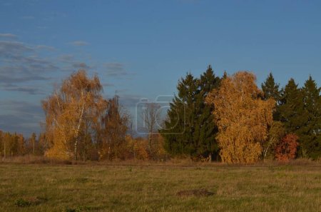 Photo for Autumn landscape, red leaves on the trees, yellow grass, blue sky, sunset.jpg - Royalty Free Image