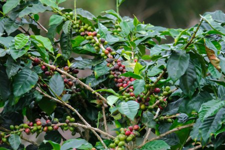 Coffee bushes ripen in the mountains of Thailand ready to be harvested with green and red coffee cherries. Arabica coffee beans ripening on tree in in organic coffee plantation.