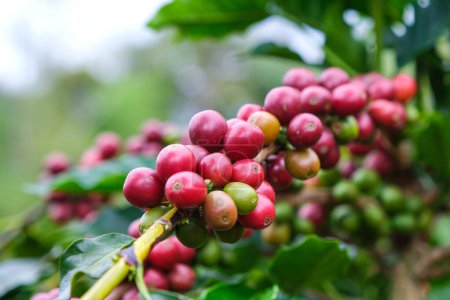 Foto de Los arbustos de café maduran en las montañas de Tailandia listos para ser cosechados con cerezas de café verdes y rojas. granos de café Arábica maduración en el árbol en la plantación de café orgánico. - Imagen libre de derechos