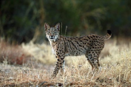 Téléchargez les photos : Le lynx ibérique (Lynx pardinus), jeune lynx dans l'herbe jaune. Jeune lynx ibérique dans le paysage automnal. - en image libre de droit