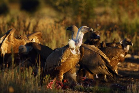 Téléchargez les photos : Le vautour griffon (Gyps fulvus) une marche du butin avec les autres vautours en arrière-plan - en image libre de droit