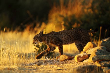 Téléchargez les photos : Le lynx ibérique (Lynx pardinus), jeune lynx au point d'eau de l'herbe jaune. Jeune lynx au soleil couchant dans le paysage d'automne. - en image libre de droit