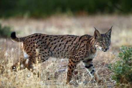Le lynx ibérique (Lynx pardinus), jeune lynx dans l'herbe jaune. Jeune lynx ibérique dans le paysage automnal.