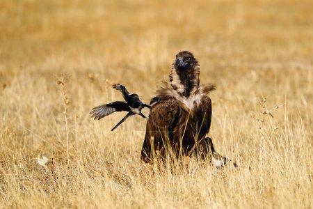 Téléchargez les photos : Le vautour cendré (Aegypius monachus), le vautour noir et la pie (Pica pica) dans l'herbe jaune.La pie chasse le vautour loin de la mangeoire. Une pie est assise sur le dos d'un vautour. Interaction oiseau. - en image libre de droit