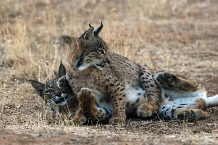 Téléchargez les photos : Le lynx ibérique (Lynx pardinus), deux jeunes lynx jouant dans l'herbe jaune. Jeune lynx ibérique dans le paysage automnal. - en image libre de droit