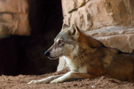 Téléchargez les photos : Le loup arabe (Canis lupus arabs), portrait Le loup arabe (Canis lupus arabs), portrait d'une sous-espèce rare du loup gris. - en image libre de droit