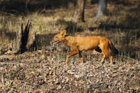 Photo for The dhole (Cuon alpinus) or Asian wild dog running in a dry tropical deciduous forest. Red wild Indian dog, a very rare canine from Asia. - Royalty Free Image