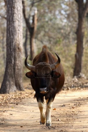 The gaur (Bos gaurus), also known as the Indian bison, a large cow on the road in a dry deciduous tropical forest. Face to face.With a lot of flies around the head and back.