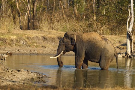 Téléchargez les photos : L'éléphant indien (Elephas maximus indicus), une grande défense se baignant dans un abreuvoir forestier. Un grand taureau éléphant indien dans un environnement typique du sud de l'Inde. - en image libre de droit