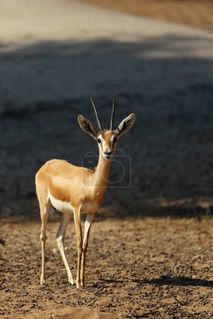 Die Kropf- oder Schwarzschwanzgazelle (Gazella subgutturosa) in der arabischen Wüste.