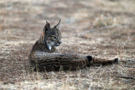 Téléchargez les photos : Le lynx ibérique (Lynx pardinus), jeune lynx dans l'herbe jaune. Jeune lynx ibérique couché dans l'herbe dans le paysage d'automne. - en image libre de droit