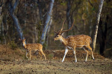 Photo for The chital or cheetal (Axis axis), also known as the spotted deer, chital or axis deer. Adult male and female in dry forest. - Royalty Free Image
