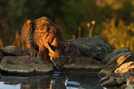 Téléchargez les photos : Le lynx ibérique (Lynx pardinus), jeune lynx au point d'eau de l'herbe jaune. Jeune lynx ibérique buvant dans un étang et regardant dans la lentille. Vue chat. - en image libre de droit