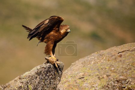 Der Steinadler (Aquila chrysaetos) sitzt auf einem Felsen. Männlicher Steinadler in den spanischen Bergen mit einem Hasen in der Kralle. Großer Adler in typischer Berglandschaft.