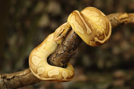 The Royal python (Python regius), also called the ball python lying twisted on a dry branch with a green background.