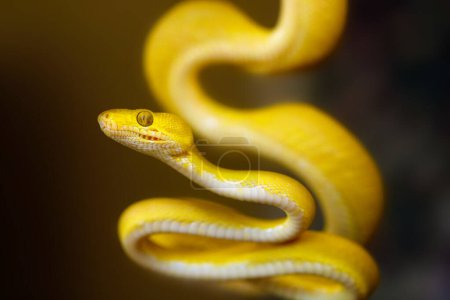 Corallus hortulana ou Corallus enydris, un jeune serpent sur un arbre avec un fond noir. Jeune serpent boa sur une branche.Boa arbre sur une branche verte.Serpent d'arbre coloré sur un fond sombre.