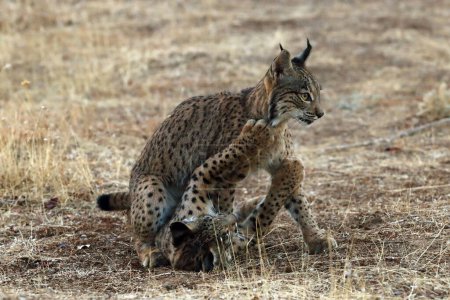 Téléchargez les photos : Le lynx ibérique (Lynx pardinus), des chatons jouant. Les jeunes lynx jouent sur l'herbe jaune d'automne. - en image libre de droit