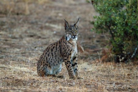 Le lynx ibérique (Lynx pardinus), jeune lynx dans l'herbe jaune. Jeune lynx ibérique dans le paysage automnal.