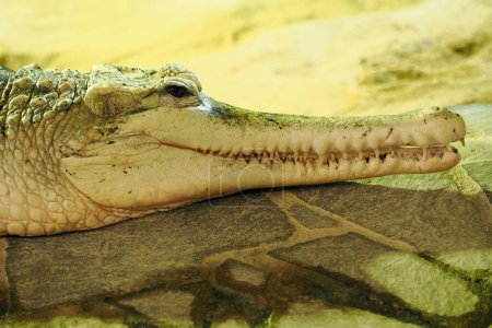 Photo for The false gharial (Tomistoma schlegelii), also known by the names Malayan gharial, Sunda gharial and tomistoma, portrait of a rarely colored individual. White false gharial. - Royalty Free Image