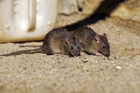 Photo for The brown rat (Rattus norvegicus), also known as the common, street, sewert, Hanover, Norway or Norwegian rat, a pair of rats among the garbage. - Royalty Free Image