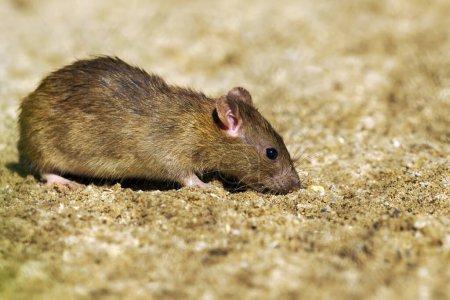 Photo for The brown rat (Rattus norvegicus), also known as the common, street, sewert, Hanover, Norway or Norwegian rat, a rat on a sandy base. A real danger to urban order. - Royalty Free Image