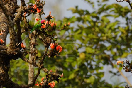 Foto de El periquito cabeza de ciruela (Psittacula cyanocephala) sentado en un árbol con flores en la naturaleza. Un loro con una cabeza púrpura alimentándose de flores rojas. - Imagen libre de derechos