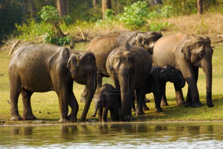 Téléchargez les photos : Éléphant d'Asie (Elephas maximus), également connu sous le nom d'éléphant d'Asie, un groupe d'éléphants avec des jeunes à un point d'eau. Éléphants jouant au bord de l'eau. - en image libre de droit