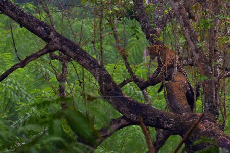 Téléchargez les photos : Le léopard indien (Panthera pardus fusca), un grand mâle dans une forêt tropicale décidue. Un grand léopard sur une branche d'arbre au milieu de la jungle. Un léopard grimpe un arbre dans une jungle verte. - en image libre de droit