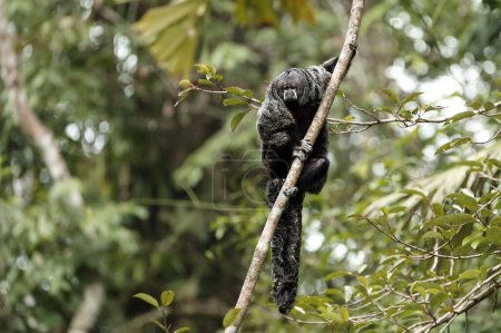 Téléchargez les photos : Le saki de Miller (Pithecia milleri), également connu sous le nom de saki de moine de Miller. Un singe sud-américain rare dans l'habitat naturel de l'Amazonie. Une observation très rare d'une espèce rare de singe. - en image libre de droit
