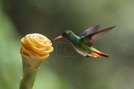 Ein männlicher Rufschwanzkolibri (Amazilia tzacatl) flattert mit den Flügeln und trinkt Nektar aus einer gelben Blume im grünen Dschungel. Kolibri mit rostigem Schwanz und grünem Hintergrund.