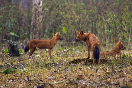 Photo for The dhole (Cuon alpinus), a pack of wild Asian dogs relaxes after a successful hunt. Rusty Indian wild dogs in the jungle. - Royalty Free Image