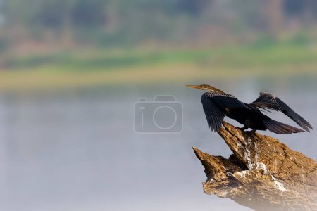 Der Orientalische Darter (Anhinga melanogaster), ein Wasservogel, der auf einem trockenen Ast auf der Oberfläche eines Staudamms sitzt.