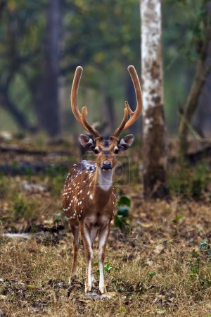 Der Chital oder Gepard (Achse), auch als Gefleckter Hirsch, Chital oder Achsenhirsch bekannt. Ausgewachsenes Männchen mit noch behaartem Geweih im trockenen Wald.