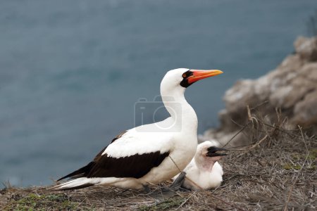 The Nazca booby (Sula granti) sitting with chick on the cliff with blue see in background