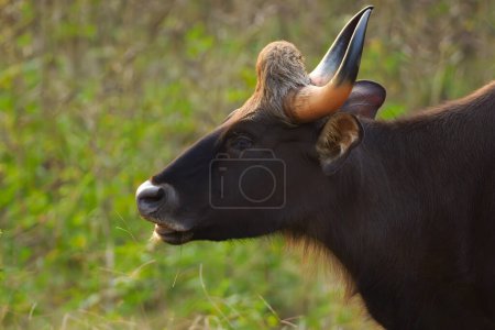 El gaur (Bos gaurus), también conocido como el bisonte indio, retrato de una hembra sobre un fondo verde.