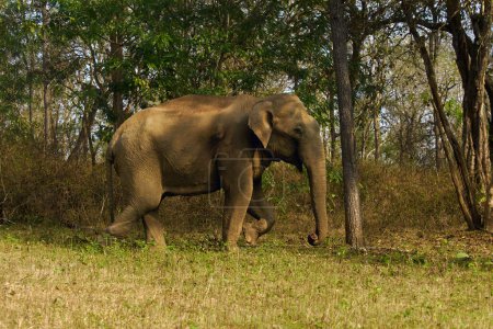 Téléchargez les photos : L'éléphant indien (Elephas maximus indicus), un grand mâle sans défenses sur la rive de la rivière. Un dangereux mâle sans défenses dans la jungle indienne. - en image libre de droit