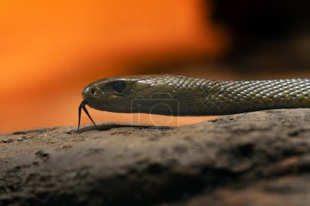 Foto de El taipán interior (Oxyuranus microlepidotus), también conocido comúnmente como el taipán occidental, serpiente de pequeña escala, o serpiente feroz, retrato de una serpiente muy venenosa con un fondo naranja y con su lengua sobresaliendo.. - Imagen libre de derechos