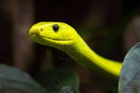 La mamba verde oriental (Dendroaspis angusticeps), un retrato de una serpiente verde sobre un fondo oscuro.