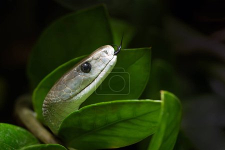 Le mamba noir (Dendroaspis polylepis), portrait en vert avec fond foncé. Portrait d'un serpent africain très toxique avec sa langue qui sort du lot.