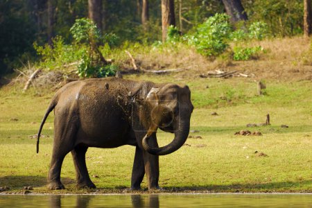 L'éléphant indien (Elephas maximus indicus), une femelle sur la rive de la rivière dans le centre de l'Inde. Elle éclabousse l'eau sale de son tronc.