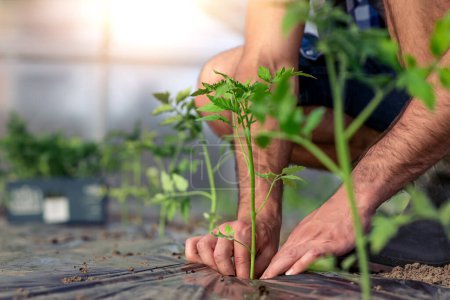 Téléchargez les photos : Homme plantant un semis de tomate dans le jardin.Tomate cultivant en serre. - en image libre de droit