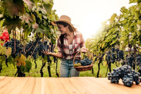 Téléchargez les photos : Jeune femme récoltant dans les vignes. Femme inspectant les raisins dans les vignes. - en image libre de droit