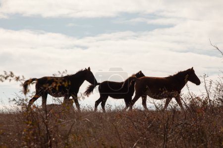 Téléchargez les photos : Troupeau de chevaux sauvages - en image libre de droit
