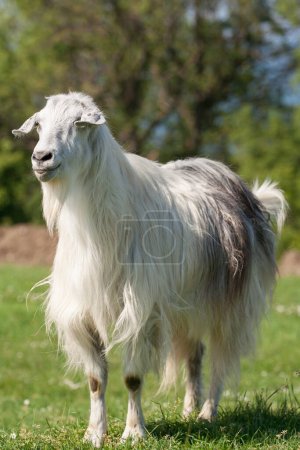 Photo for Goat in a field - Royalty Free Image