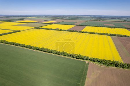 Foto de Vista aérea de campos con diversos tipos de agricultura. Hermosos campos de colza amarilla. - Imagen libre de derechos