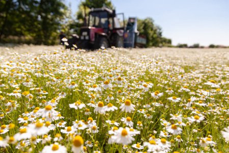 Téléchargez les photos : Belle vue avec champ de camomille (marguerites) le jour d'été. Récolte du tracteur en arrière-plan - en image libre de droit
